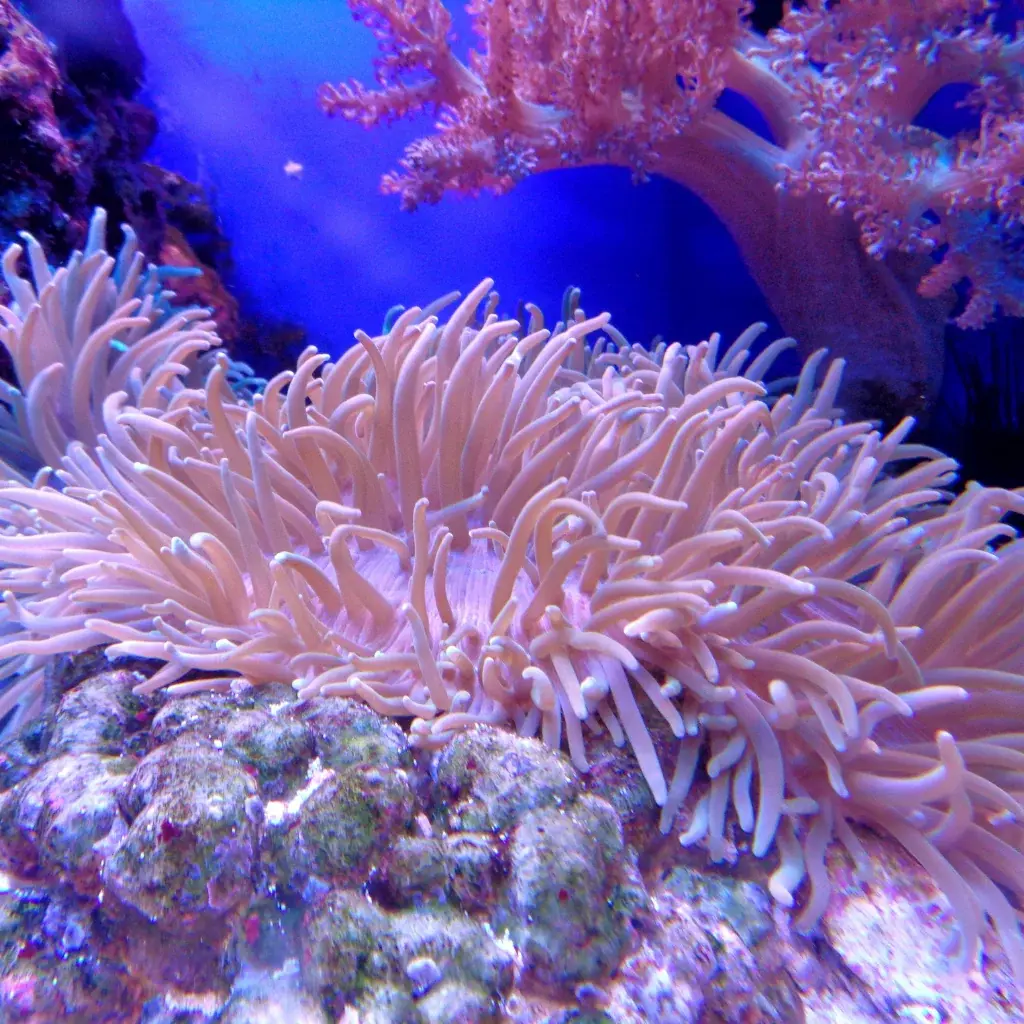 Mercan Dostu Ne Demek? Resiflere Zarar Vermeyen Ürünler